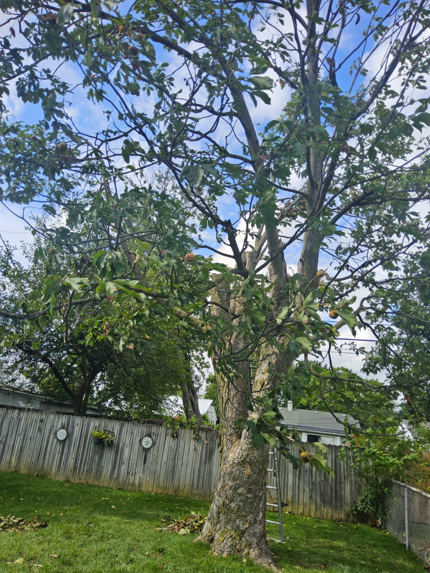 Lawn care work